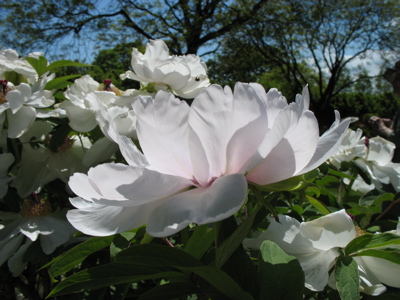 513flower1.jpg