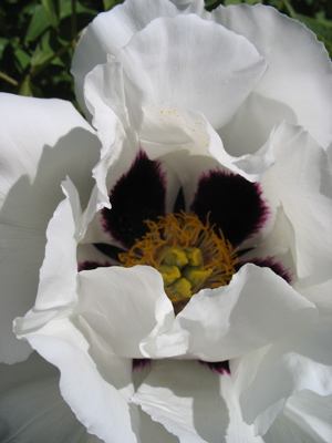 513flower2.jpg