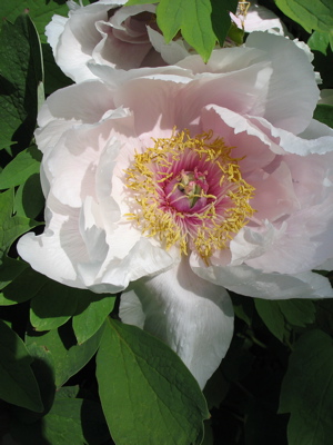 513flower3.jpg