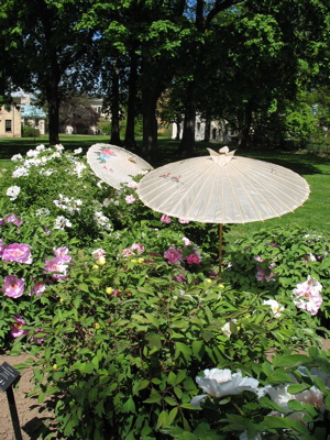 513umbrellas.jpg