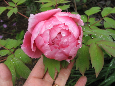 523treepeony1.jpg