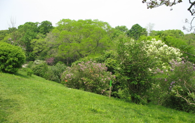 526lilacs.jpg