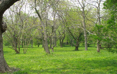 526trees.jpg