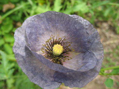 630poppy.jpg