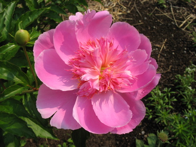 64peony.jpg