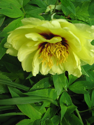 64treepeony.jpg