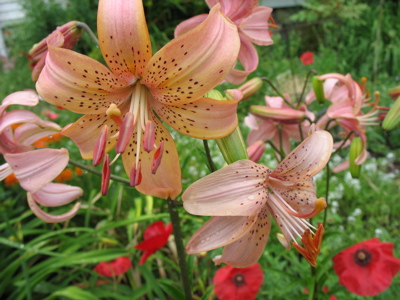 75flower.jpg