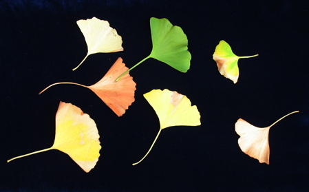 1015ginko.jpg