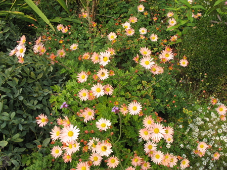 1018mums.jpg