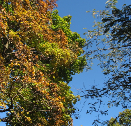 1130color1.jpg