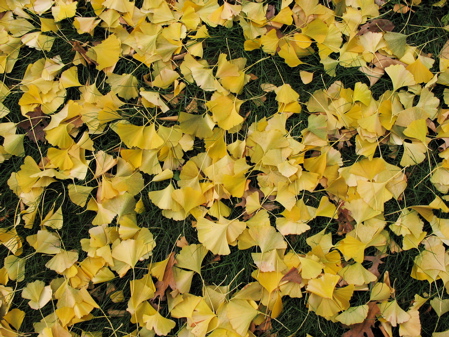 1130leaves1.jpg