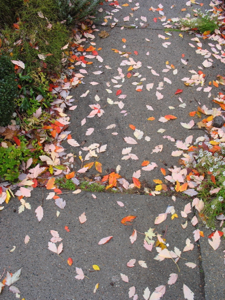 1130leaves2.jpg