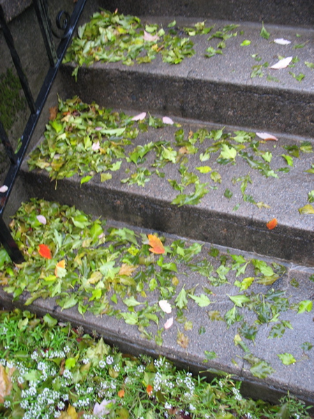 1130leaves3.jpg