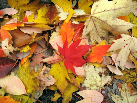 1130leaves4.jpg