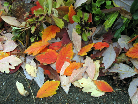 1130leaves5.jpg