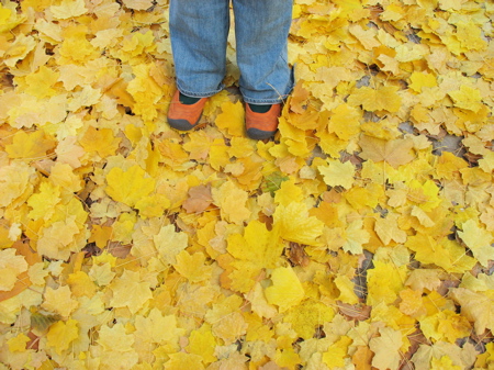 1130leaves6.jpg