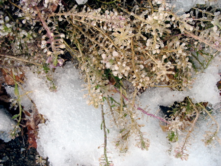 1211icyallysum2.jpg