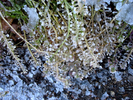 1211icyalyssum1.jpg