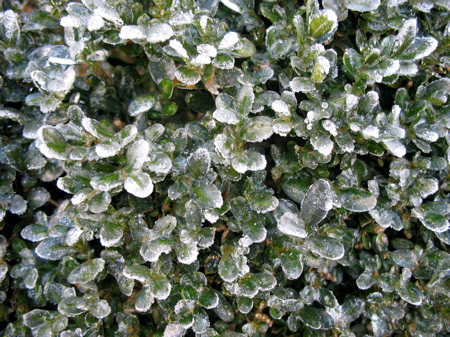 1211icyboxwood.jpg