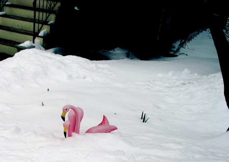 227flamingos.jpg