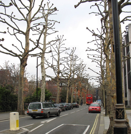 227tree1.jpg