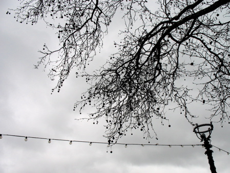 227tree3.jpg